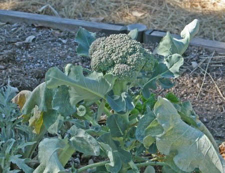 odling av broccoli plantor 2017
