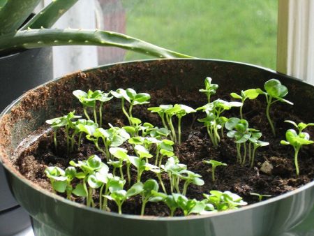 planter des plants de basilic