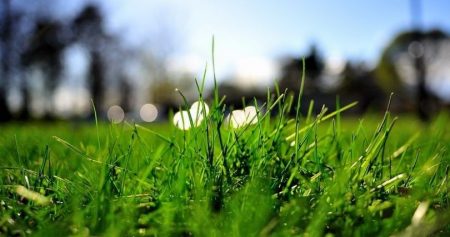 מדשאה ללא עשבים שוטים