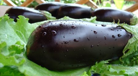 Wanneer aubergine planten voor zaailingen in 2017 volgens de maankalender