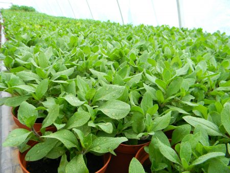 how and when to plant seedlings