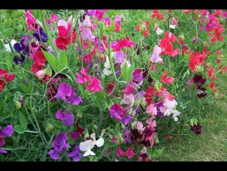 how to grow sweet peas from seeds