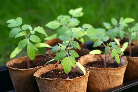 strong and healthy seedlings