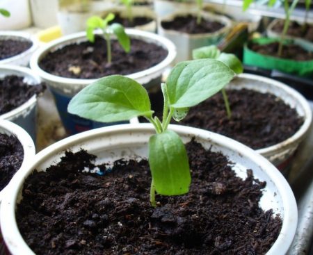 seedlings 2016 at home