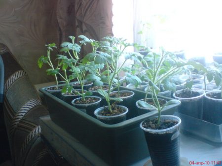 seedlings of watermelons at home