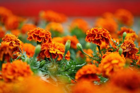Apabila menanam marigolds pada anak benih pada 2017 mengikut kalendar lunar