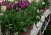 How to save tulip bulbs after distillation by March 8