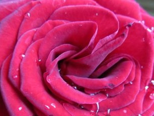 Propagace růží řízky doma