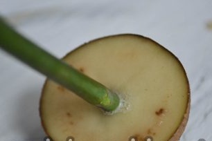 שים את ייחורי הוורדים מהזר בחתך תפוחי אדמה