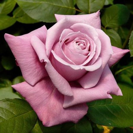 Jardín rosa lila 