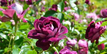 Rose „Burgundský ľad“