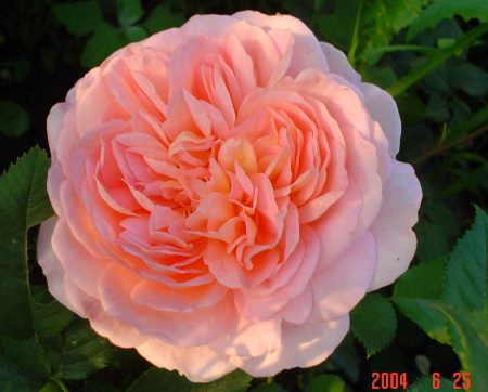 Rose de jardin Abraham Derby