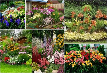 Beautiful flower beds from perennials