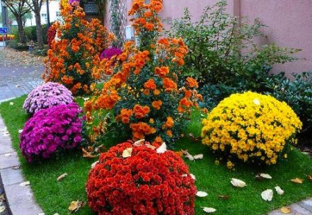 Flori perene pentru paturi de flori, înfloresc toată vara: subdimensionate