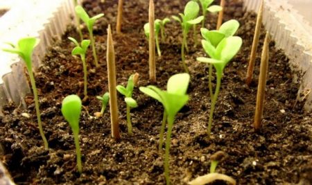 استرات النمو من البذور