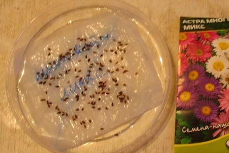 Asters growing from seeds when to plant