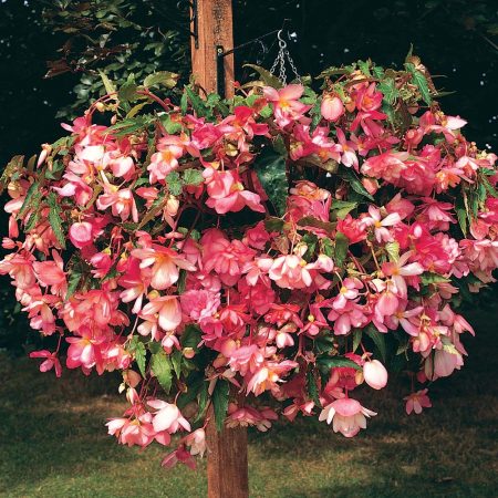 Begonia in flower pots