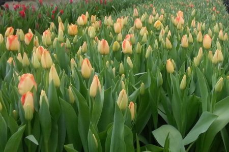 Ako ušetriť tulipánové žiarovky