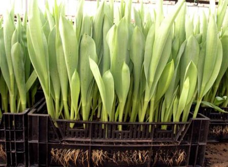 Comment économiser les bulbes de tulipes après la distillation