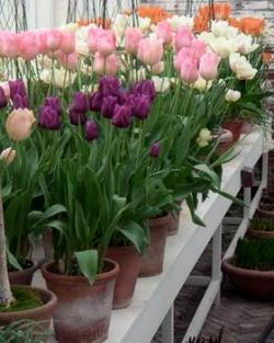 Comment économiser les bulbes de tulipes après la distillation avant le 8 mars