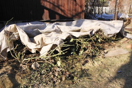 When to open roses in the spring after winter shelters recommendations