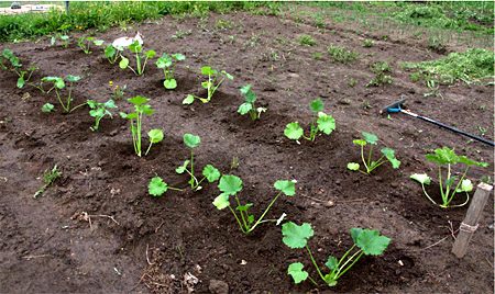 When to plant pumpkin for seedlings in 2016