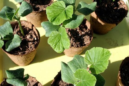 When to plant pumpkin for seedlings in 2016 in the suburbs