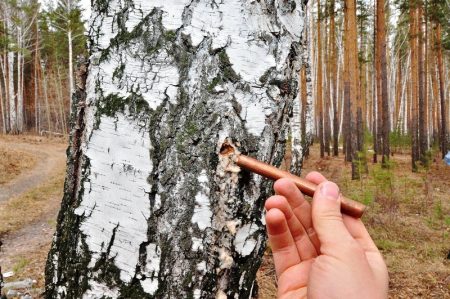Bila untuk mengumpul sap birch di Wilayah Moscow pada tahun 2017