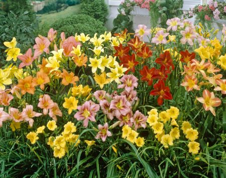 Dagliljor i trädgårdsdesign, vilka färger som kombineras med, foto