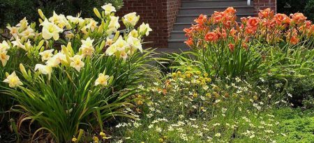 Daylilies в съветите за дизайн на градината