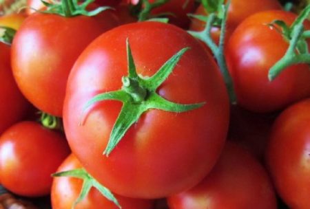 De fruktbaraste tomaterna för öppen mark