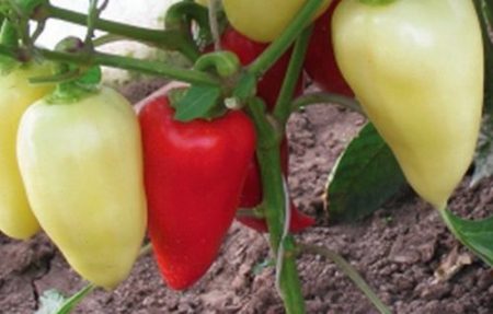 Odrůdy papriky pro otevřené terasy