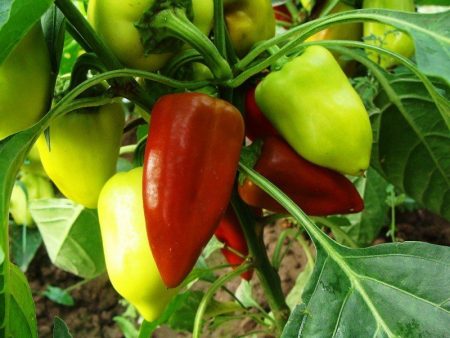 Odrody sladkej hustej papriky na otvorenom teréne