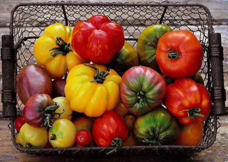 какво да изберем домати за открита земя