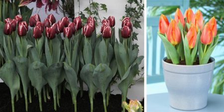 sobre forzar tulipanes