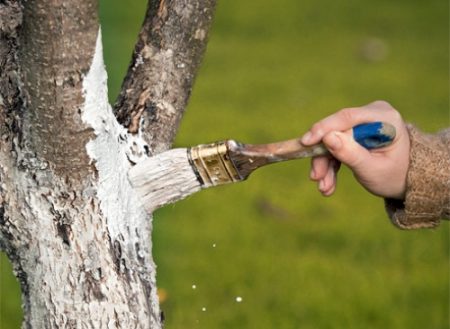 treatment of trees from pests