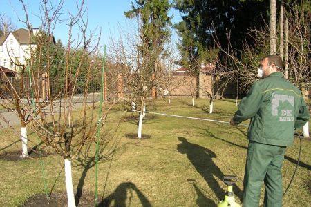 spraying the garden from pests