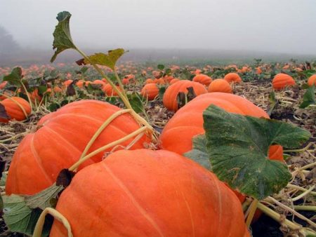 pumpkin crop