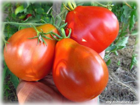 Tomate „O sută de kilograme”: recenzii ale celor care le-au plantat