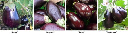 Sorter av aubergine med foto och beskrivning för öppen mark