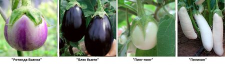 Sorter av aubergine med foto och beskrivning
