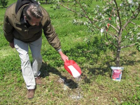 Fertilizar árboles frutales y arbustos en primavera