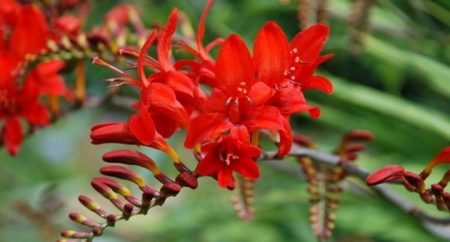 Crocosmia: planting and care in the open ground