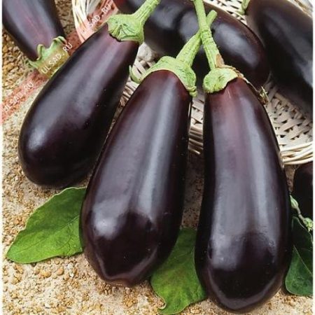 Varieties of eggplant with a photo and description