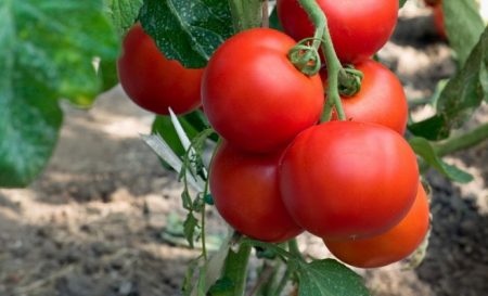 What varieties of tomatoes are the most fruitful for open ground