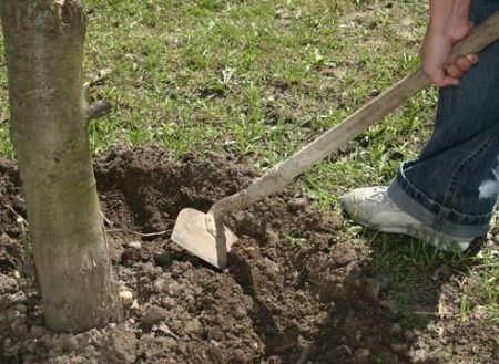 Fertilizar árboles frutales y arbustos en primavera
