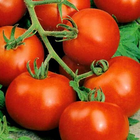 Tomate „Rezident de vară”: caracteristic