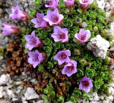 saxifrage planting and care