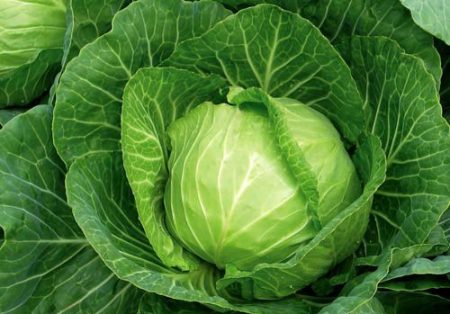 June white cabbage: when to plant for seedlings