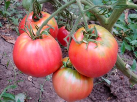 Características del tomate de piel de vaca